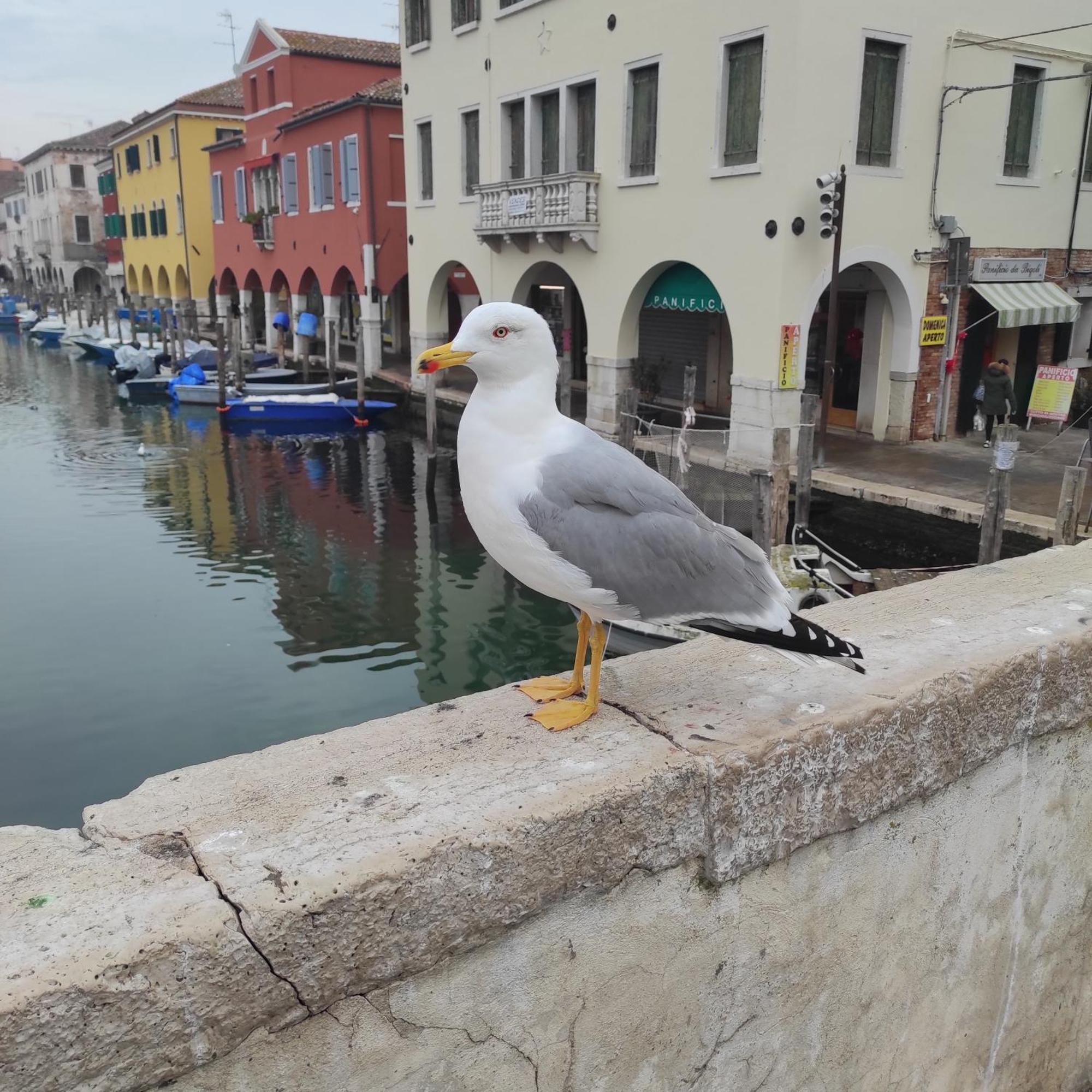 Ca' Dell'Angelo Bed & Breakfast Chioggia Dış mekan fotoğraf
